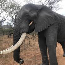 One of the bull elephants on the reserve. 