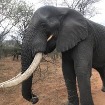 One of the bull elephants on the reserve.