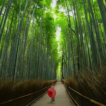 Kyoto Arashiyama Bamboo Grove