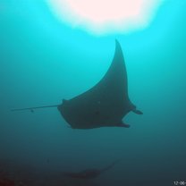 Angels of the ocean 