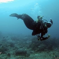 Christmas dives 