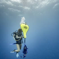 diver in the water