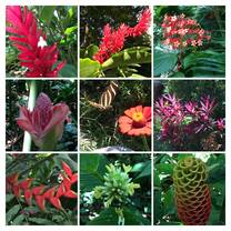 These amazing flowers are all in  the Nature Preserve at Lake Yojoa
