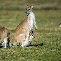 kangaroo