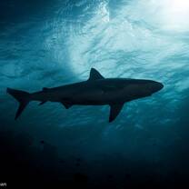 shark in ocean
