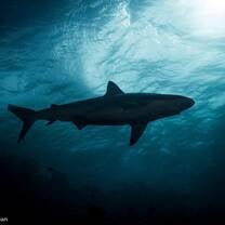 shark in ocean