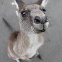 kangaroo