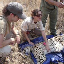 You’ll be fully involved with the treatment and handling of wildlife, including responding to emergency call outs