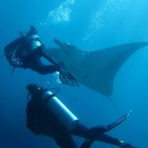 The diving on Nusa Penida is overwhelming, you’ll encounter these gentle giants during your survey dives and help to protect them
