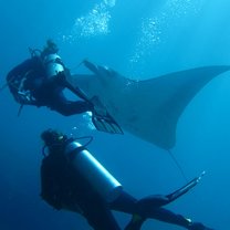 The diving on Nusa Penida is overwhelming, you’ll encounter these gentle giants during your survey dives and help to protect them