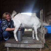 Dave milks Annabel smiles