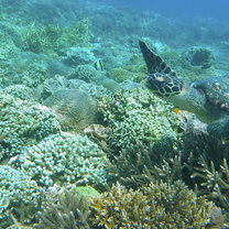 Turtle ID project