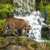 Jaguar  at Iguazu NP