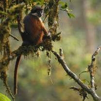 Primates of Bioko Island