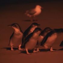 penguins