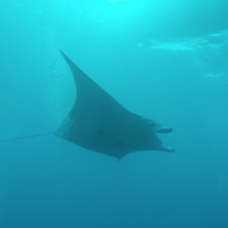 Mantas_big flapflap