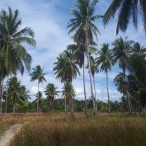 The palm trees you'll see everywhere