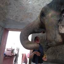 Feeding elephant with bananas