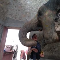Feeding elephant with bananas