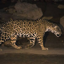 conservation efforts in Peru spot a jaguar in the amazon.