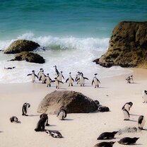 Boulders Beach