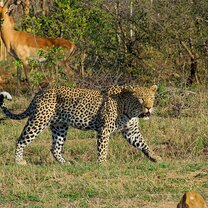 Kruger National Park Safari (Optional)