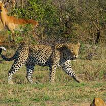 Kruger National Park Safari (Optional)