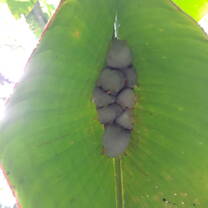 Fruit bats sleeping (except one) below their banana tent