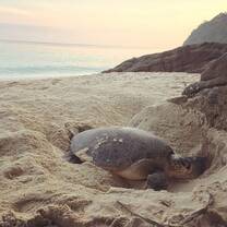 Mother turtle laying its eggs