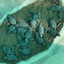 Baby turtle hatched in the hatchery 