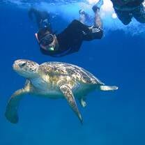 Swim with turtles