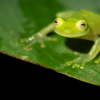 Nearly transparent Glass Frog (takes the color of the leaf as well) seen during a nightwalk