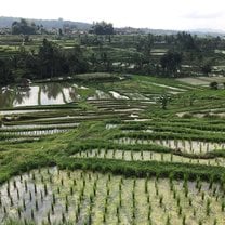 Rice field