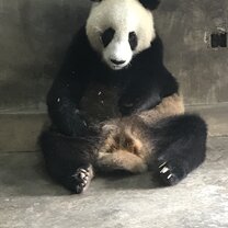 Panda chilling indoors!