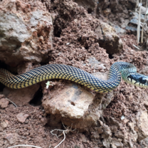 Beautiful colored of the Speckled Racer snake seen in the reserve