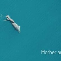 Dugong Dugon: Mother & Calf