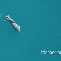 Dugong Dugon: Mother & Calf