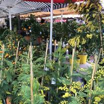 Lemon trees in Nice France