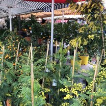 Lemon trees in Nice France