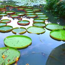 Having lunch at the Botanic garden