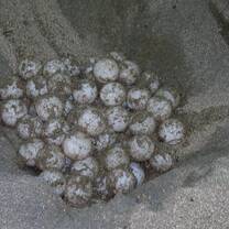 Local beach rangers will voluntarily work during a night shift to collect turtle eggs from the turtle nest on the beach before destruction from human beings and pests