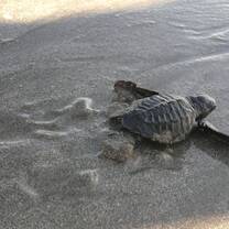 Baby turtle 