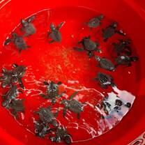 be submerged in water for aquatic adaptation  