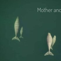 Dugong Dugon: Mother & Calf