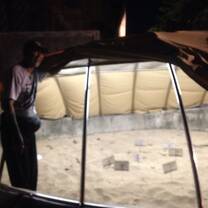 Turtle eggs hatched in the artificial mother incubator