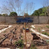 herbs and vegetable garden