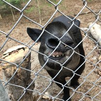 This Tapir is inspecting my camera while I was taking a picture. As soon as I took the photo he lifted his nose and showed his teeth and it looks like he’s saying “cheese.”