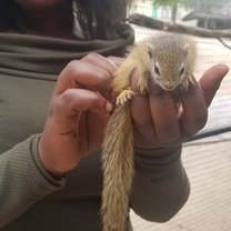 Pretty with a Balou the squirrel