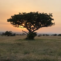 Sunrise on the Safari