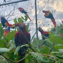 This is a photo taken inside of the red Macaw enclosure. The five of them are resting on the branches peacefully. 